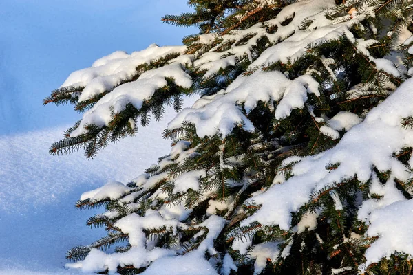 Lucfenyő Fák Teljesen Borított Parkban Miután Egy Nagy Hóesés — Stock Fotó