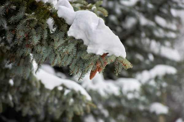 Äste Einer Großen Fichte Mit Schneebedeckten Zapfen Winterschneetag — Stockfoto