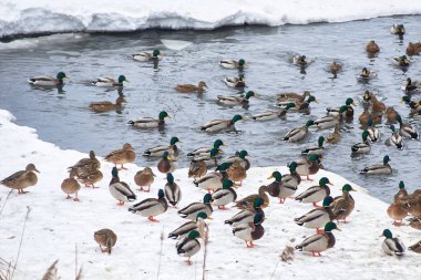 Donmuş bir gölün üzerindeki vahşi ördekler. Kış manzarası
