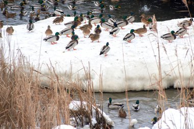 Donmuş bir gölün üzerindeki vahşi ördekler. Kış manzarası