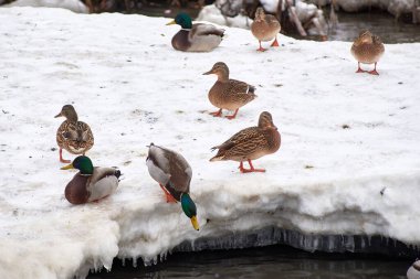 Donmuş bir gölün üzerindeki vahşi ördekler. Kış manzarası