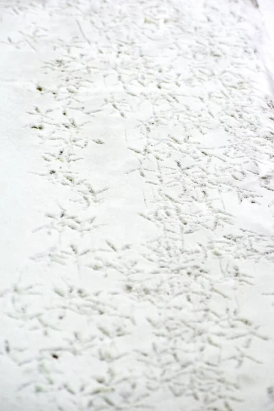 Karda kuş izleri var. kış arkaplanı