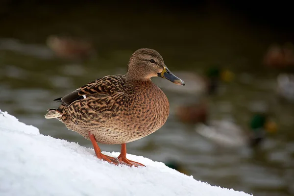 Wildenten Auf Einem Zugefrorenen Schneebedeckten See Winterlandschaft — Stockfoto