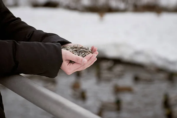 Ayçiçeği tohumlu avuç içleri. Vahşi kuşları beslemek. Doğayla ilgilenmek.