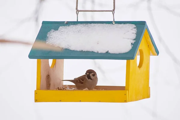 Een Mus Een Vogelvoederbak Vorm Van Een Huis Winterzorg Voor — Stockfoto