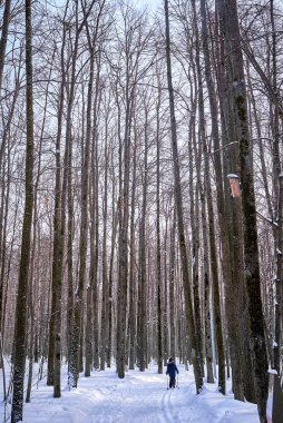 Güneşli bir günde kış ormanı. ağaçlar, patika, kayak pisti