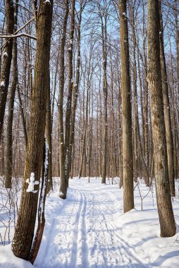 Güneşli bir günde kış ormanı. ağaçlar, patika, kayak pisti