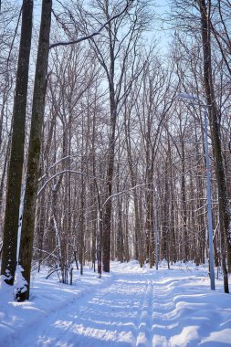 Güneşli bir günde kış ormanı. ağaçlar, patika, kayak pisti