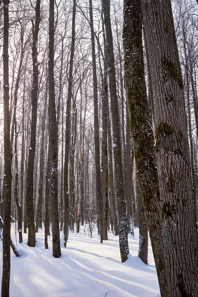 Forêt Hiver Par Une Journée Ensoleillée Arbres Sentier Piste Ski — Photo