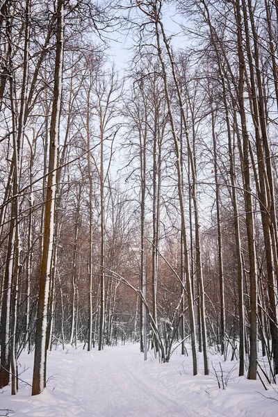 Forêt Hiver Par Une Journée Ensoleillée Arbres Sentier Piste Ski — Photo