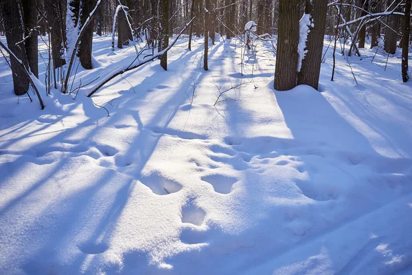 Forêt Hiver Par Une Journée Ensoleillée Arbres Sentier Piste Ski — Photo