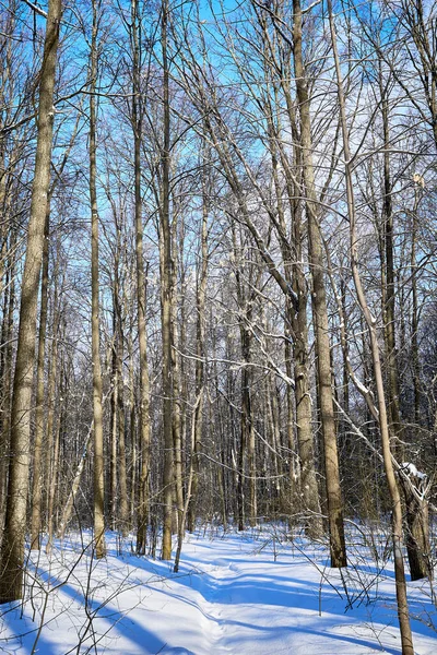 Forêt Hiver Par Une Journée Ensoleillée Arbres Sentier Piste Ski — Photo