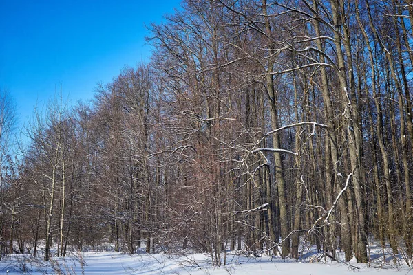 Lisière Forêt Hiver Par Une Journée Ensoleillée — Photo