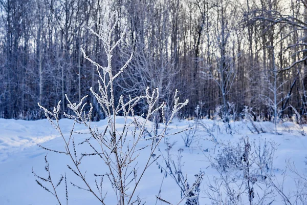 Egy Hideg Téli Nap Erdőben Növényeket Fagy Borítja — Stock Fotó