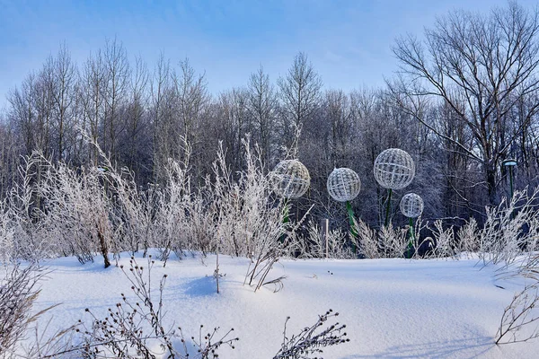 Une Froide Journée Hiver Dans Forêt Les Plantes Sont Couvertes — Photo