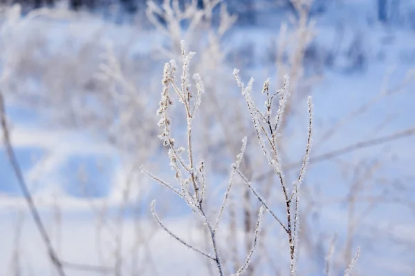 Egy Hideg Téli Nap Erdőben Növényeket Fagy Borítja — Stock Fotó