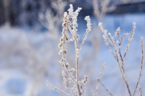 Ein Kalter Wintertag Wald Die Pflanzen Sind Mit Frost Bedeckt — Stockfoto