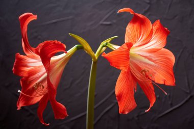 Koyu arkaplanda güzel, egzotik kırmızı çiçekler. Yakın çekim, makro