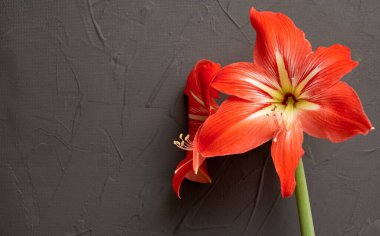 Gri desenli arka planda kırmızı hippeastrum çiçekleri