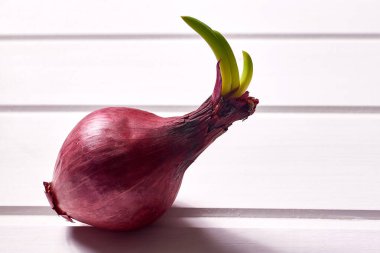 Beyaz ahşap zemin üzerinde kırmızı soğan filizlenmiş. Yakın çekim, makro, kopyalama alanı.