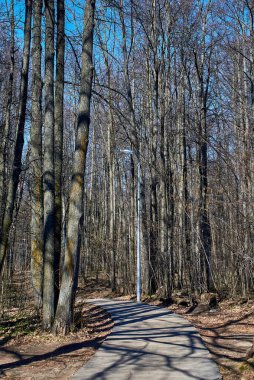 Baharın başında şehir parkında ahşap bir patika. Mavi gökyüzüne karşı ağaç gövdeleri.