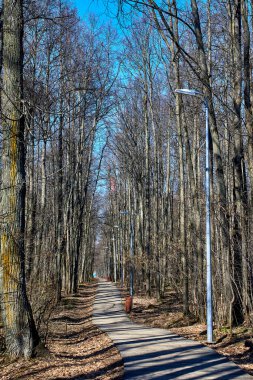 Baharın başında şehir parkında ahşap bir patika. Mavi gökyüzüne karşı ağaç gövdeleri.