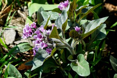 Mor kavak çiçekleri. Bahar çiçekleri. Yakın çekim, seçici odaklanma, makro