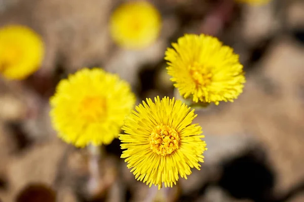Wiosenne Pierwiosnki Matka Macocha Piękne Żółte Kwiaty Tle Ziemi Zbliżenie — Zdjęcie stockowe