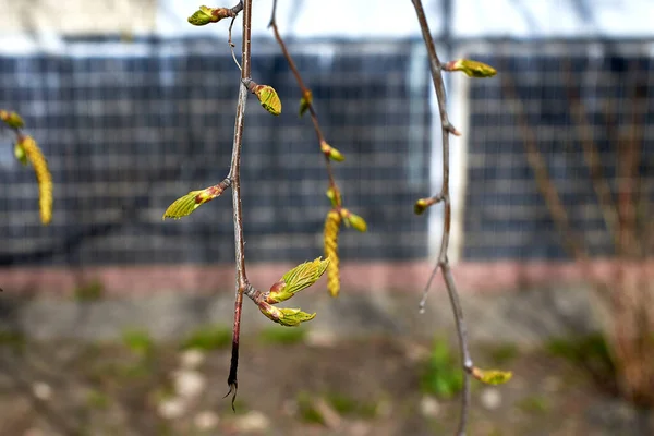 Birkenkätzchen Der Baum Blüht Frühling Nahaufnahme Selektiver Fokus Makro — Stockfoto