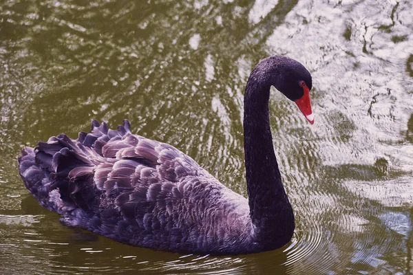 A black swan with a red beak and red eyes swims in a pond. Artistic film grain. Close-up