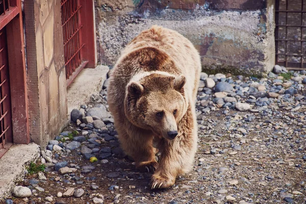 一只罕见的棕熊和西藏熊的杂交后代 脖子上有白斑 绕着圈圈走着 自然保护区 后续行动 — 图库照片