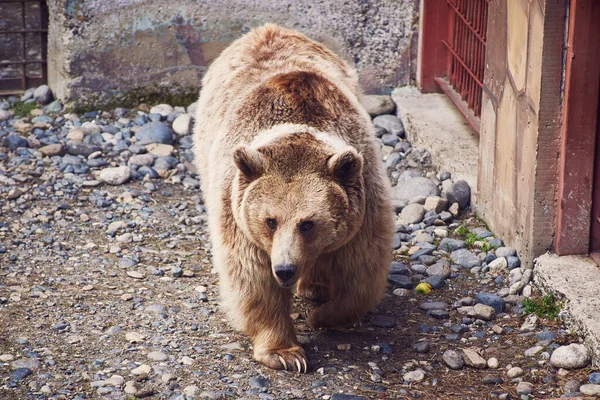 Vzácný Hybrid Hnědého Tibetského Medvěda Bílou Skvrnou Krku Obchází Ohradu — Stock fotografie