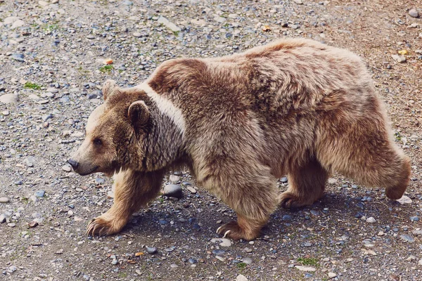 Rare Hybrid Brown Tibetan Bear White Spot Its Neck Walks — Stock Photo, Image