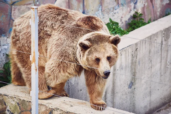 Híbrido Raro Urso Marrom Tibetano Com Uma Mancha Branca Pescoço — Fotografia de Stock