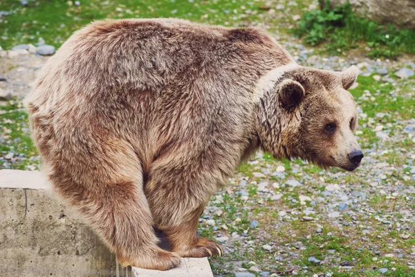 首に白い斑点がある茶色とチベットのクマのまれなハイブリッドは エンクロージャの周りを歩いています 自然保護区 — ストック写真