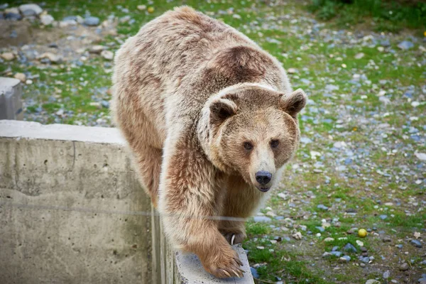 Rzadka Hybryda Niedźwiedzia Brunatnego Tybetańskiego Białą Plamą Szyi Spaceruje Wokół — Zdjęcie stockowe
