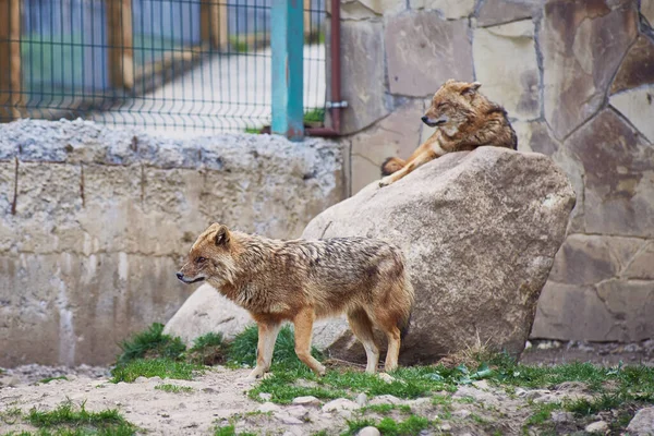 One Jackal Resting Rock Other Walking Enclosure Nature Reserve — Stock Photo, Image