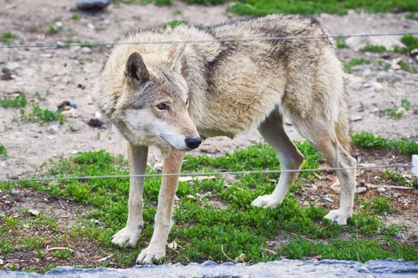 Wild Wolf Looks Wire Fence Nature Reserve Close — Stock Photo, Image