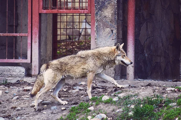 野生の狼が囲いの周りを歩いている 自然保護区 — ストック写真