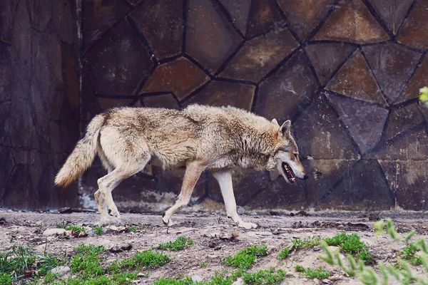 Ein Wilder Grauer Wolf Läuft Der Steinmauer Eines Gebäudes Vorbei — Stockfoto