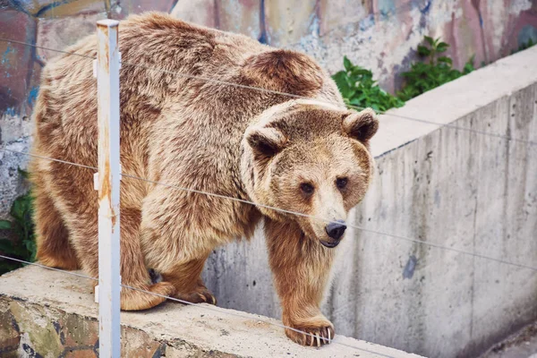 Rzadka Hybryda Niedźwiedzia Brunatnego Tybetańskiego Białą Plamą Szyi Spaceruje Wokół Zdjęcia Stockowe bez tantiem