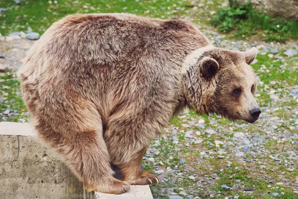 Rzadka Hybryda Niedźwiedzia Brunatnego Tybetańskiego Białą Plamą Szyi Spaceruje Wokół Zdjęcia Stockowe bez tantiem
