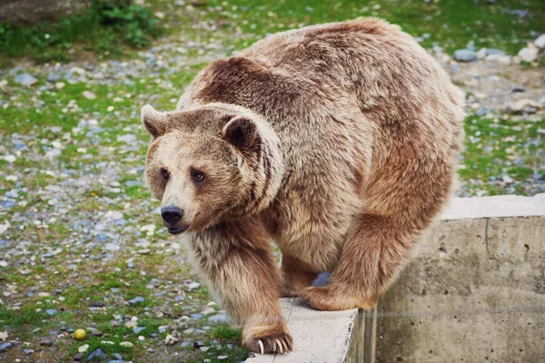 Rzadka Hybryda Niedźwiedzia Brunatnego Tybetańskiego Białą Plamą Szyi Spaceruje Wokół Obraz Stockowy