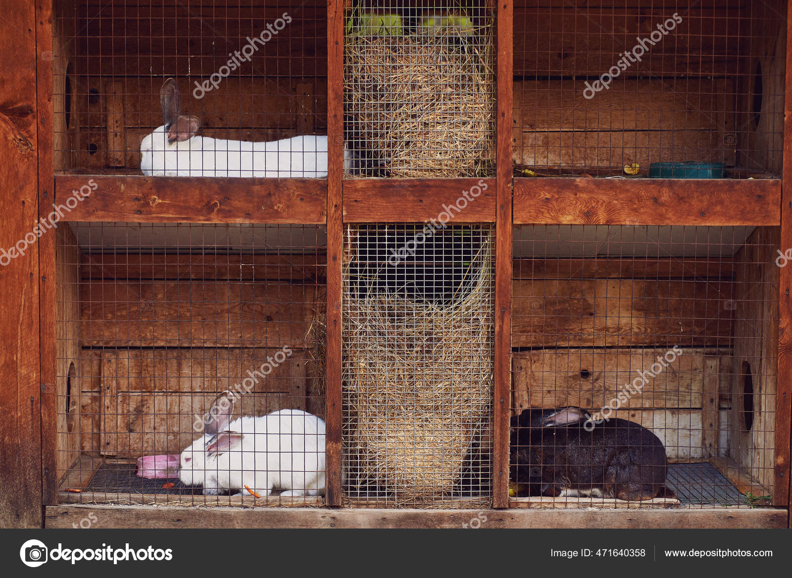 System Cages Feeders Rabbits Rabbit Breeding Farm Close Stock Photo by