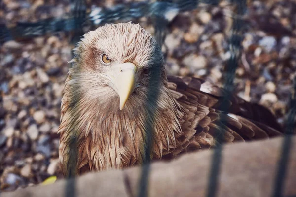 A huge vulture eagle looks at the camera through the cage bars of the aviary. Close-up portrait