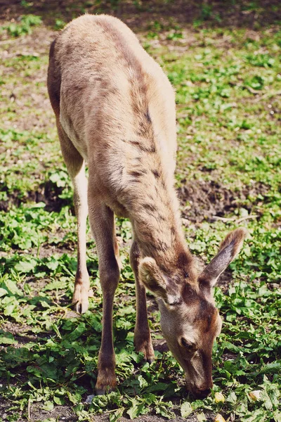 Ung Honråttsmaral Äter Färskt Gräs Tidigt Våren Ett Vackert Djur — Stockfoto