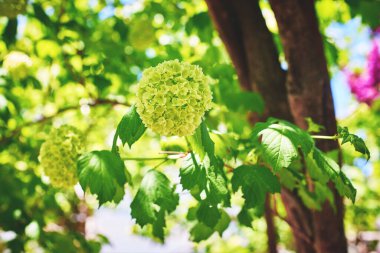 Blooming Viburnum vulgaris türleri Buldenezh (ya da Kar topu). Güneşli bir bahar günü. Yakın çekim, makro, seçici odaklanma