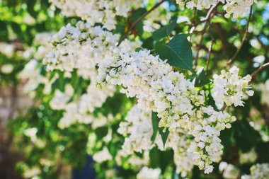 Çiçek açan bir leylak dalı. Bahar çiçekleri. Bahar çiçekleri. Yakın çekim, makro, seçici odaklanma