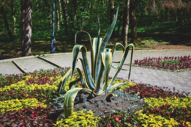 Vilmorena 'yı bir çiçek tarlasında verdi. Bahçenin tasarımında sulu..