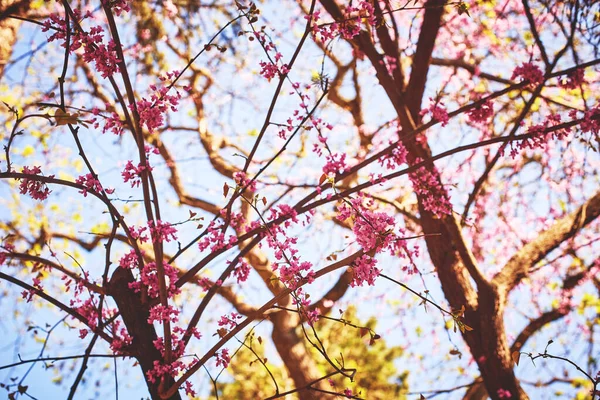 Ramas Florecientes Con Flores Rosas Luz Del Sol Enfoque Selectivo — Foto de Stock